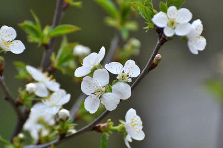 In spring, the cherry blossoms in white