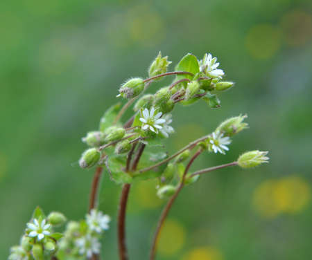 In the spring, Stellaria media grows in the wild