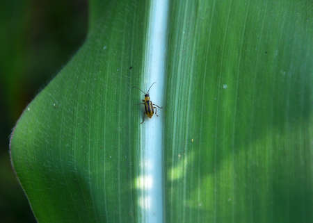 On a corn cob harmful insect - Western corn beetle (Diabrotica virgifera virgifera)の写真素材