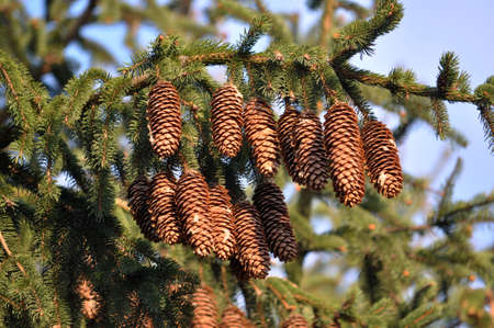 Cones grow on the green branch of the spruce.