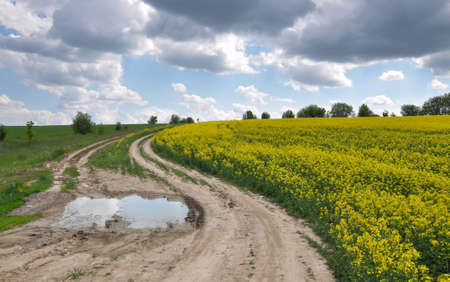 Agricultural landscape with rapeseed field and sky with cloudsの写真素材