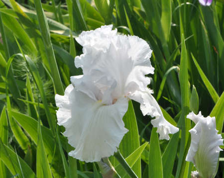 In spring, irises blossom in the flowerbed.の写真素材