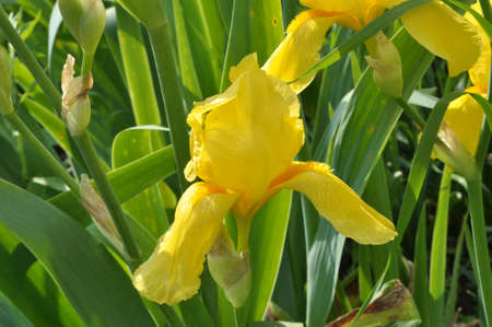 In spring, irises blossom in the flowerbed.