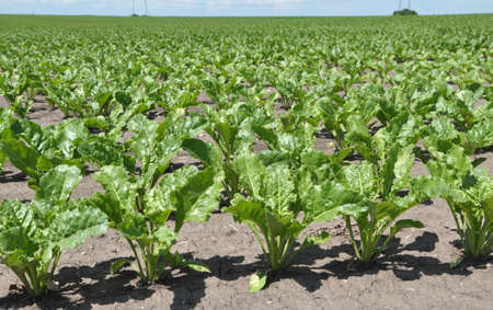 In the spring, sugar beet grows on the farmer's field
