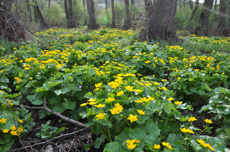In the spring a swamp, in the alder forest blossom marsh marigold (Caltha palustris)