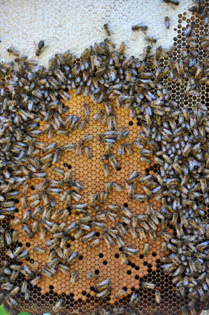 In the hive, the bee family is on honeycomb with closed brood