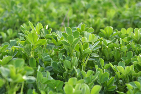 In the spring farm field young alfalfa growsの写真素材