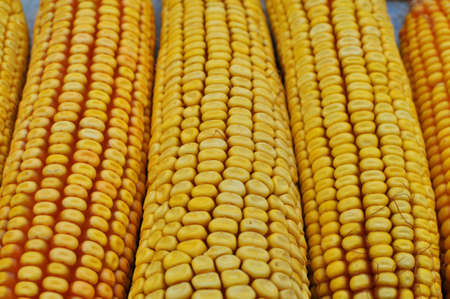 Dry corn cobs with grain close upの写真素材