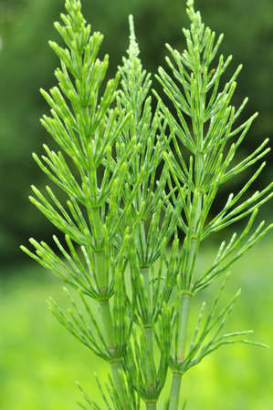 In the meadow among the wild herbs growing horsetail (Equisetum).の写真素材