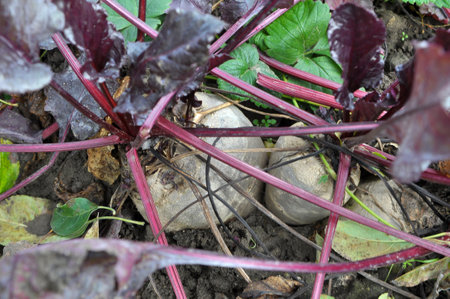 In the garden in the open organic soil grows beetroot