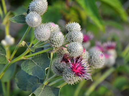 In the wildlife bloom burdock. The plant is used in medicine, nutrition and as a honey plant for beekeepingの写真素材
