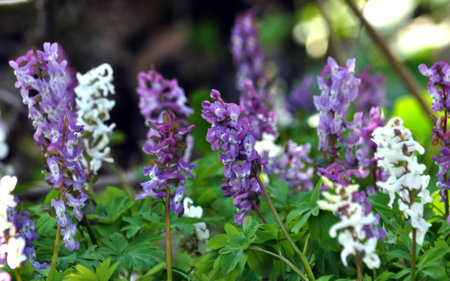 Spring in the forest blooms in the wild Corydalis cavaの写真素材