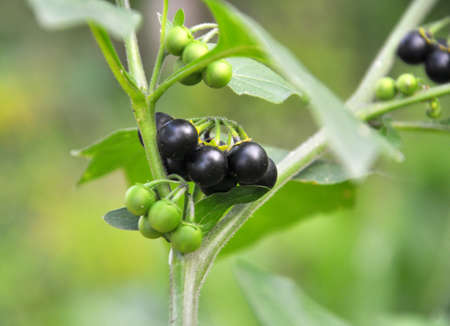 In nature grows plant with poisonous berries nightshade (Solanum nigrum)