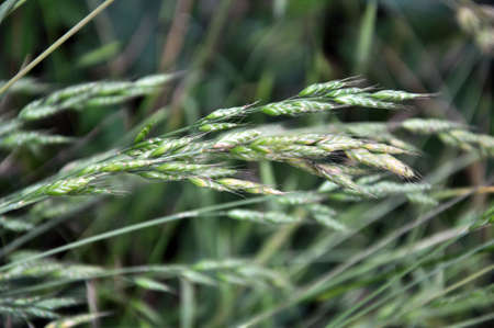 Bromus grows in the pasture among wild meadow grassesの写真素材