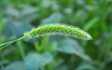 Setaria grows in the field in nature.