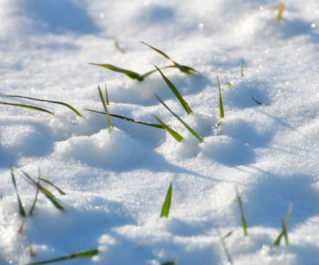 In the field of winter wheat sprouts under the snow.の写真素材
