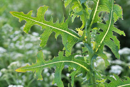 In the summer it grows in nature Lactuca serriola