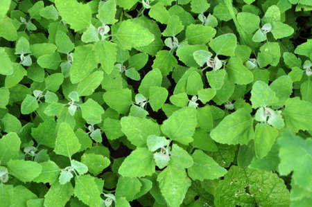 In nature, the field grows a quinoa (Chenopodium)