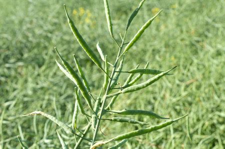 In summer in the field on the plant ripen are pods winter crops of rapeの写真素材
