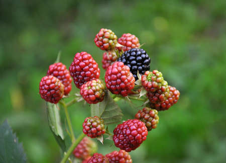 On the branch bush ripen the blackberries (Rubus fruticosus)