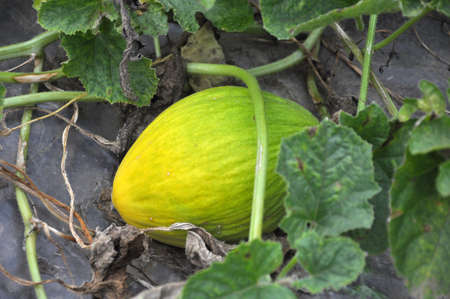 Yellow melon grows in open organic soilの写真素材