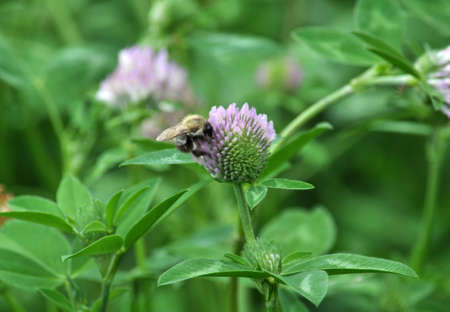 Blossom of red clover, which is a valuable animal feedの写真素材