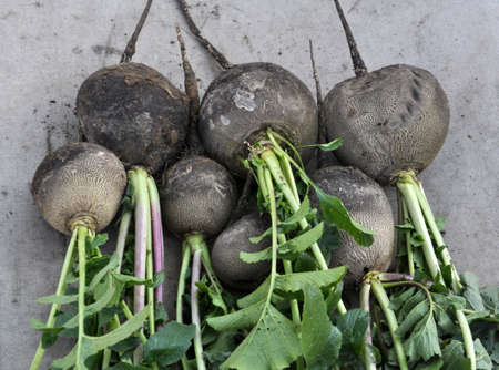 Collected from the ground black winter radish with leavesの写真素材