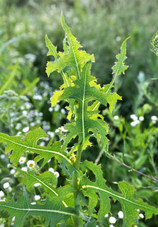 In the summer it grows in nature Lactuca serriolaの写真素材
