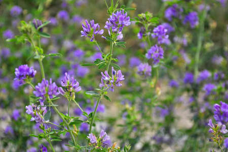 The field is blooming alfalfa, which is a valuable animal feedの写真素材