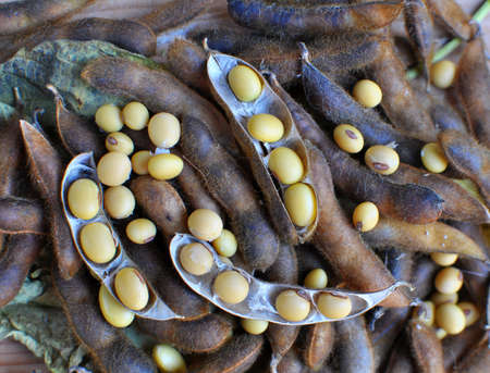 Ripe soybeans with pods and open pods