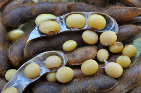Ripe soybeans with pods and open pods
