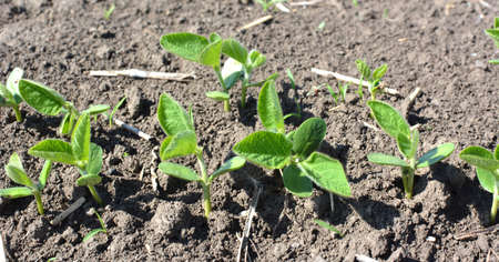 Spring soybean seedlings on a farm field