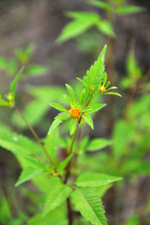 In the wild grows grass bidens frondosaの写真素材