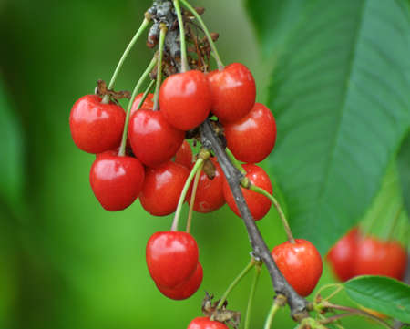 On a tree branch, ripe red berries sweet cherry (Prunus avium)