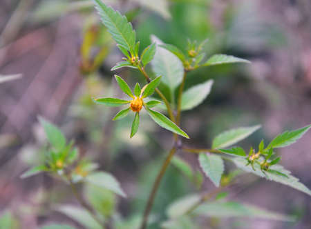 In the wild grows grass bidens frondosaの写真素材