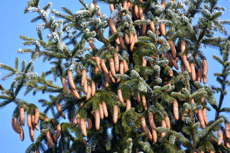 Cones grow on the green branch of the spruce.