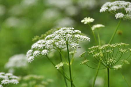 Aegopodium podagraria grows as a weed in the wild