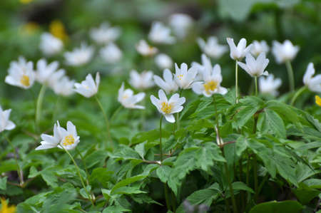In the wildlife of the forest bloom early spring perennial plant Anemone nemorosa