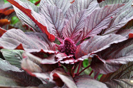 In the summer, amaranth blooms in the gardenの写真素材