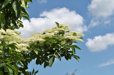 In spring, elderberry blooms in the wild