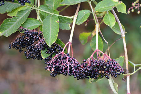 Bunch of elderberries with ripe black berries