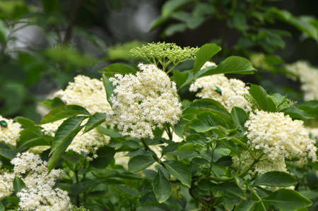 In spring, elderberry blooms in the wild