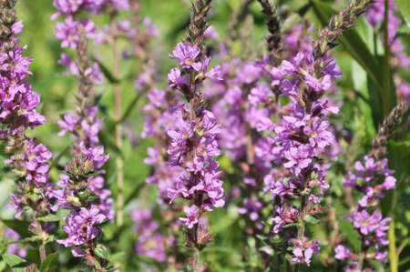 Lythrum salicaria grows in the wild on the riverbankの写真素材