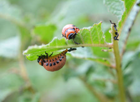 Colorado potato beetle larvae destroy potato leavesの写真素材