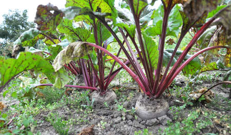 The red beet grows in open organic soil