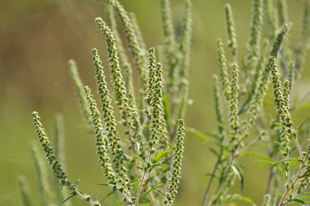 In summer, ragweed (Ambrosia artemisiifolia) grows in the wildの写真素材