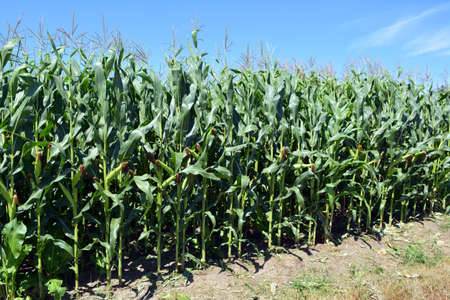 Corn grows on a farm field on a sky background