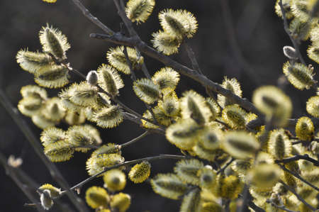 In spring, the willow (Salix caprea) branch blooms in nature