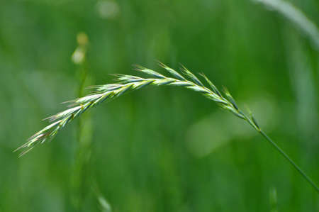 In the meadow, in the wild grows grass and weeds Elymus repensの写真素材