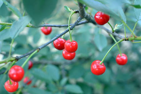 In the orchard on a tree branch ripen cherry fruit